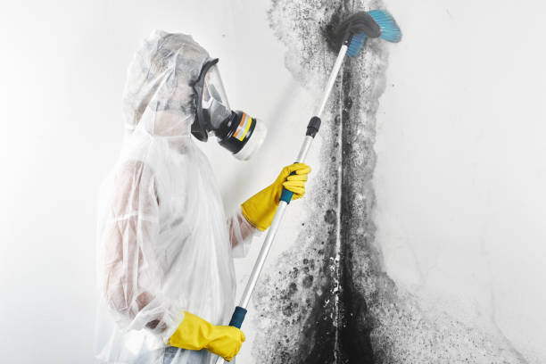 Best Mold-Related Health Consultation  in Sumner, WA